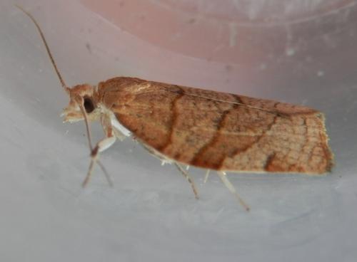 Pandemis cerasana